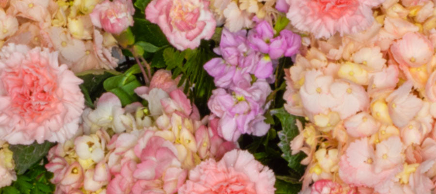 Cluster of pale carnations and other flowers