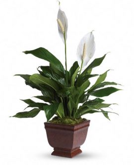 Image of Flowers or flower product titled Lovely One Spathiphyllum Plant