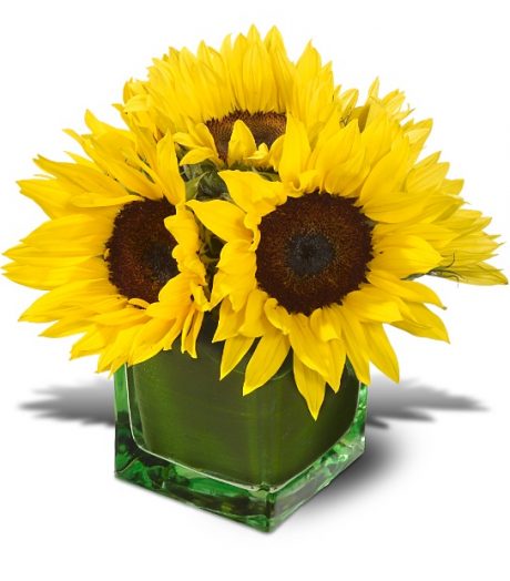 Image of Flowers or flower product titled Modern Sunshine