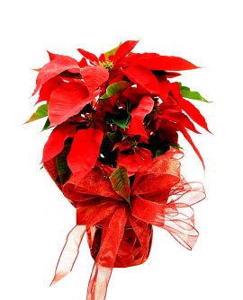 Image of Flowers or flower product titled Holiday Poinsettia